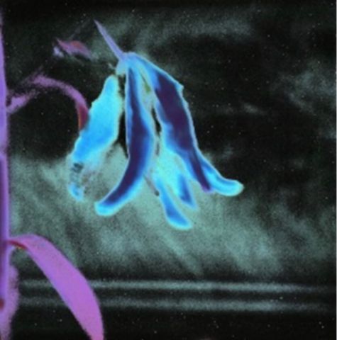 Susanne Pareike - Blume IV - Digitale Malerei