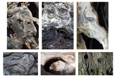  <em>Kunstwerk bearbeiten</em>: Olivetree's Faces 07.10.2018 - 12:16