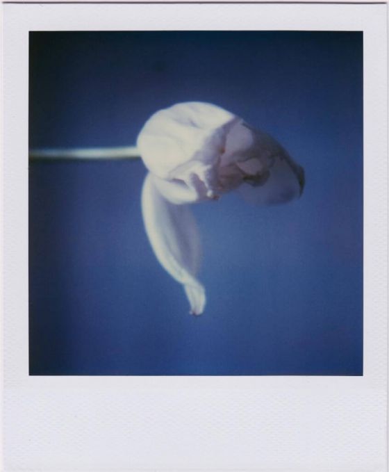  Polaroid Blüte 12.03.2024 - 14:03