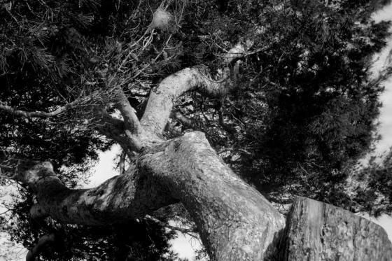 Christine Kaul - árboles I - Photographie